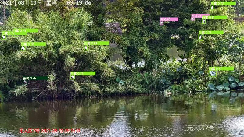 AI鸟类观测识别湿地公园鸟类智能监测智能识别分析平台